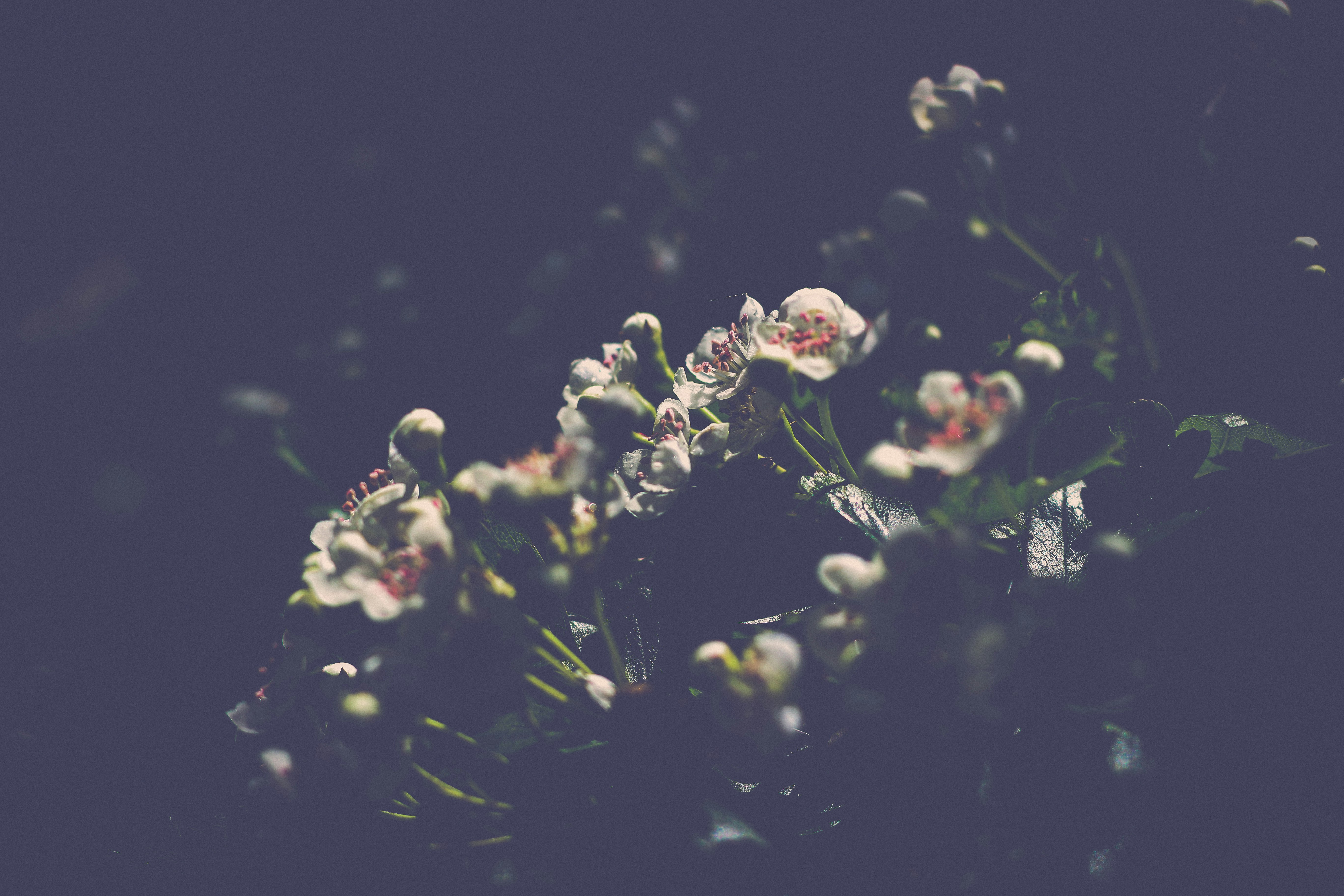 white and green plant in black background